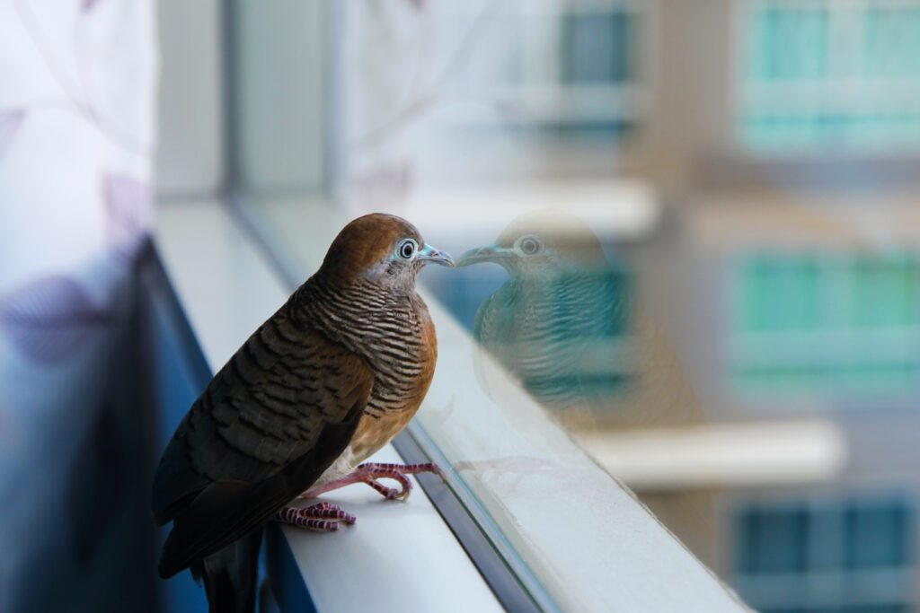 bird safety window film kansas city
